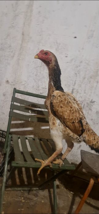 Дакан шамо курочка 100 (лимон)