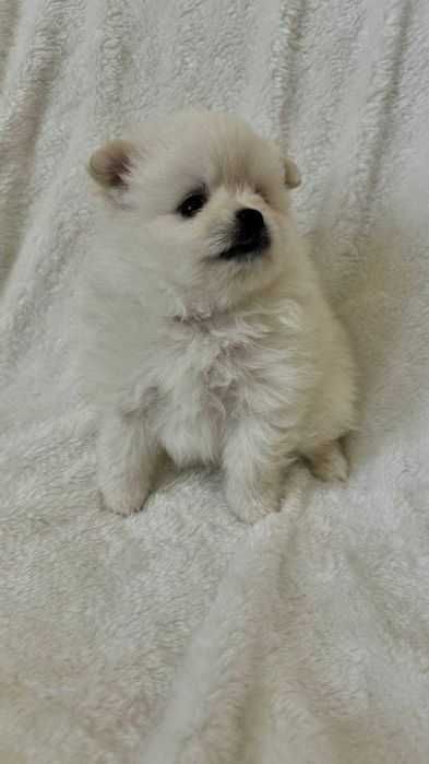 Продаются щенки Шпица