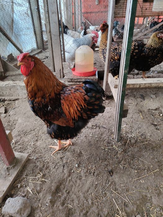 Familii de Wyandotte,si Sussex