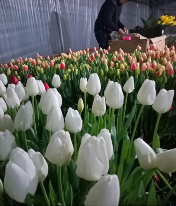 Оптом тюльпаны. Тюльпаны оптом и в розницу.Голландские тюлпаны