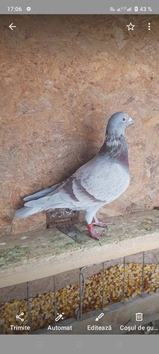 De vanzare porumbei sau schimb