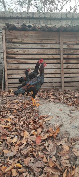 Tel qilila 6.5 oyli joja zorini iwqvozlariga