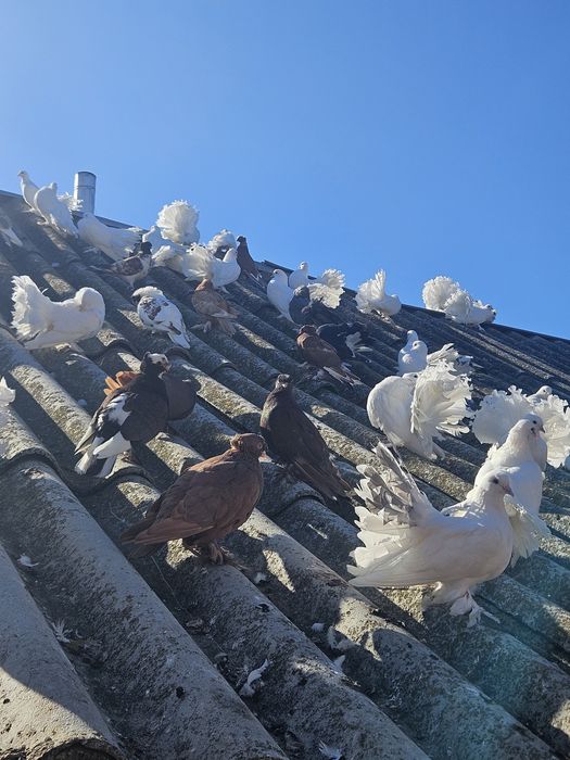 Porumbei Jucători de Botoșani