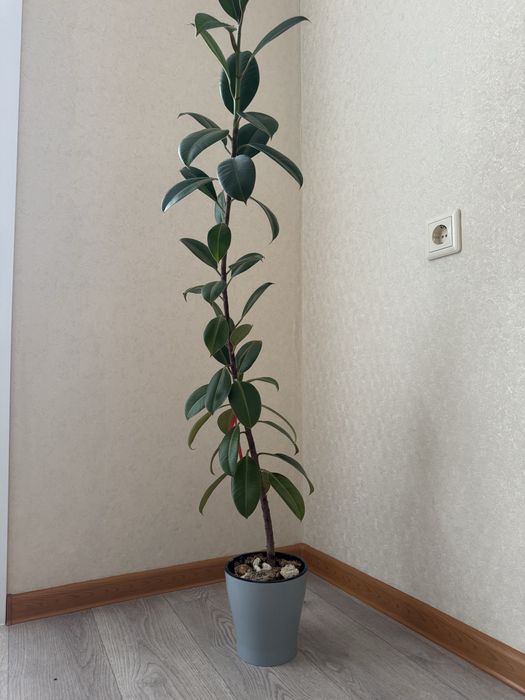 Продам цветок фикус