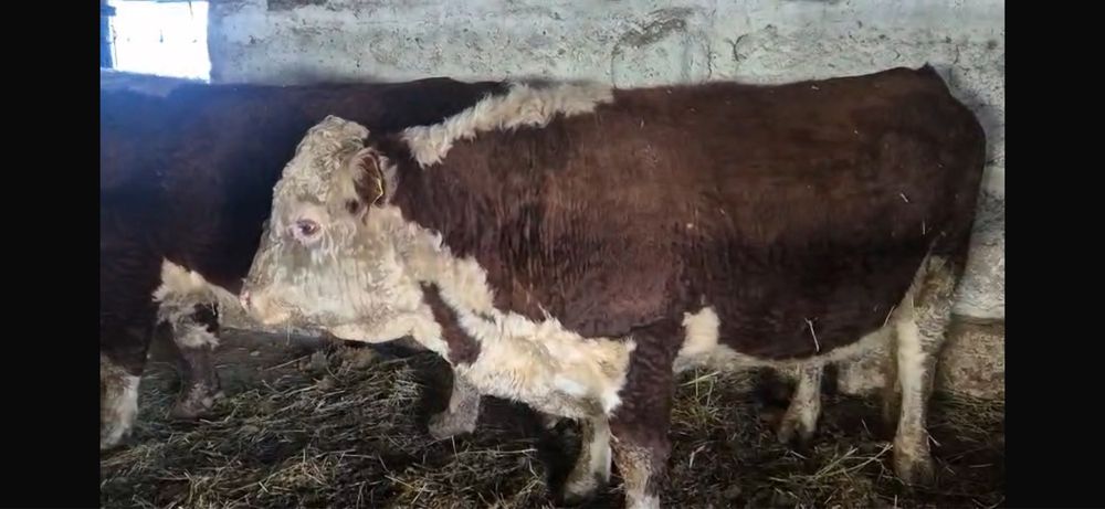 Ақбас бұқалар сатылады. 2 бас . 1 категория