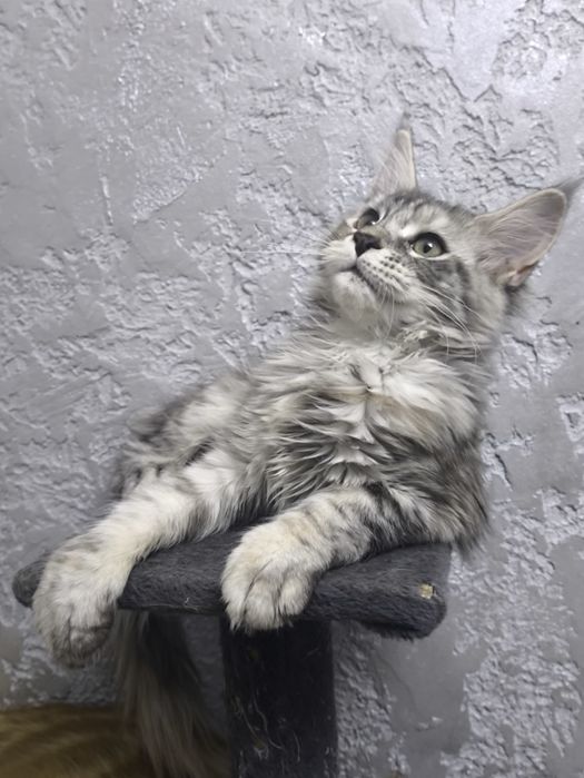 Мейнкун котятки.Милые девочки.