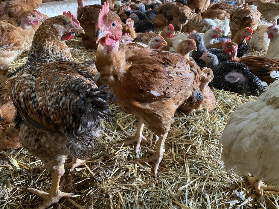 Pui de carne si pui  Kabir