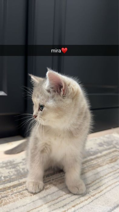 sotiladi, британская короткошерстная кошка с окрасом голубое золота