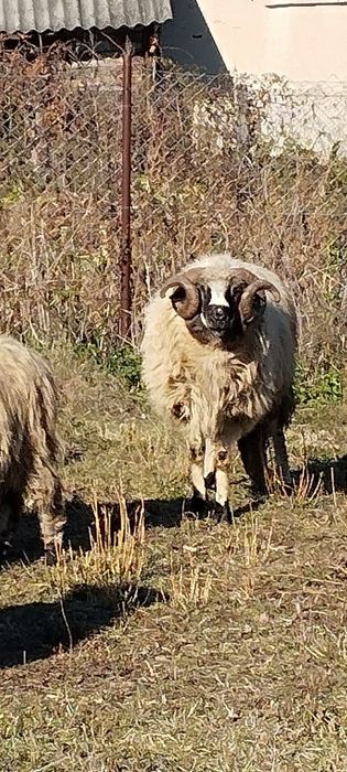 Vând oile din imagine