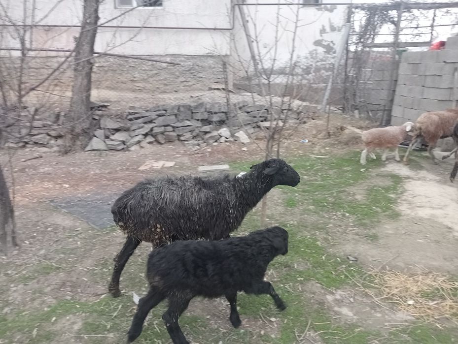 Қозы Қой , баран