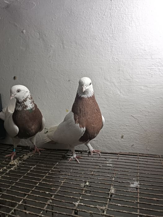 Голуби. Бакинцы..