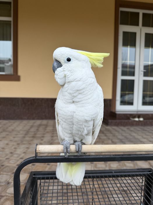 Жолта хохлый Какаду сотилади ручной 10 ойли куш, гапиришни энди бошлав