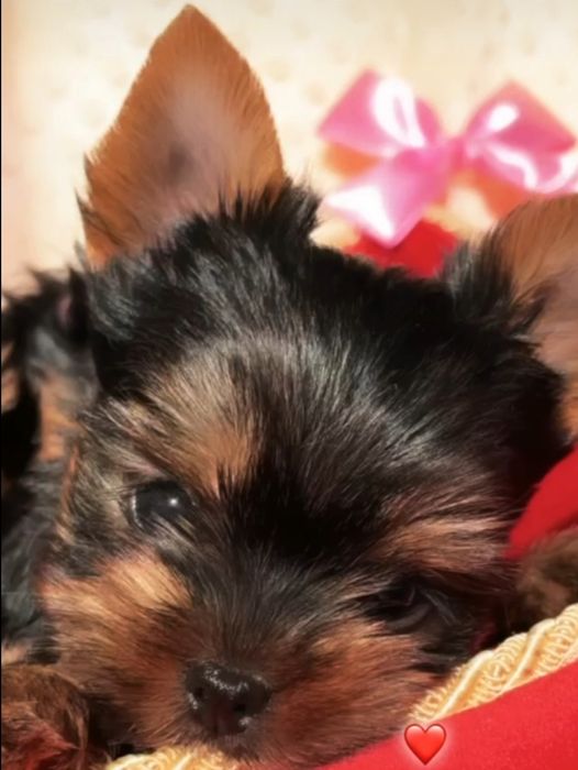 Йоркширский терьер Чистокровные