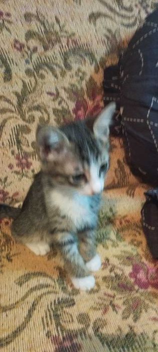 Отдадим котят в хорошие руки