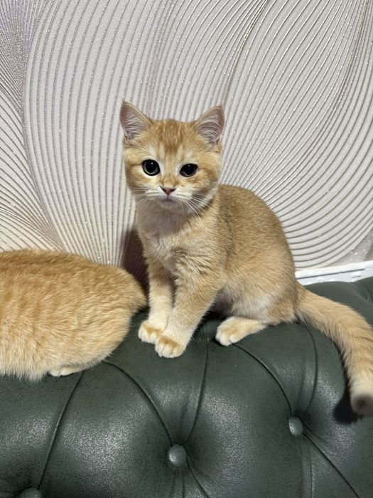 Шиншила 2 йош