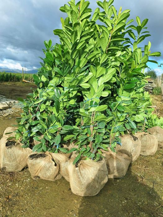PLANTE ORNAMENTALE DE VÂNZARE  TUIA - Smarald, Barabant, Leylandi,Laur englezesc, Magnoli