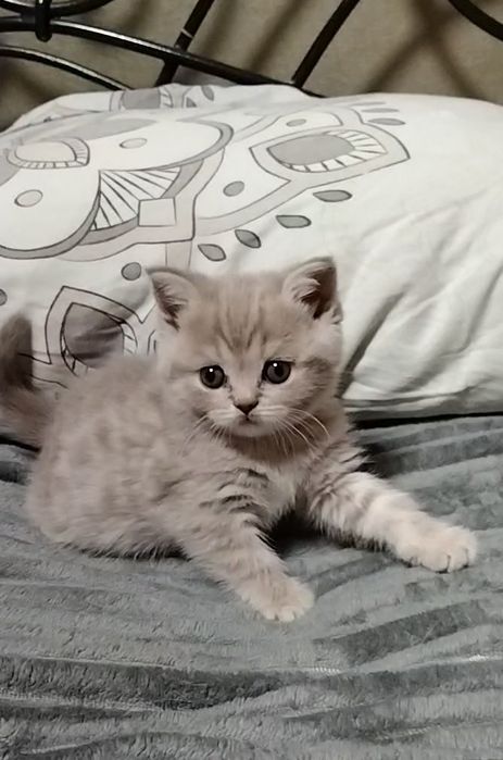 Девочка. Скоттиш страйт.