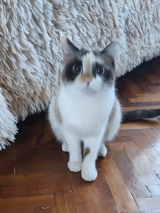 Кошки  в добрые руки