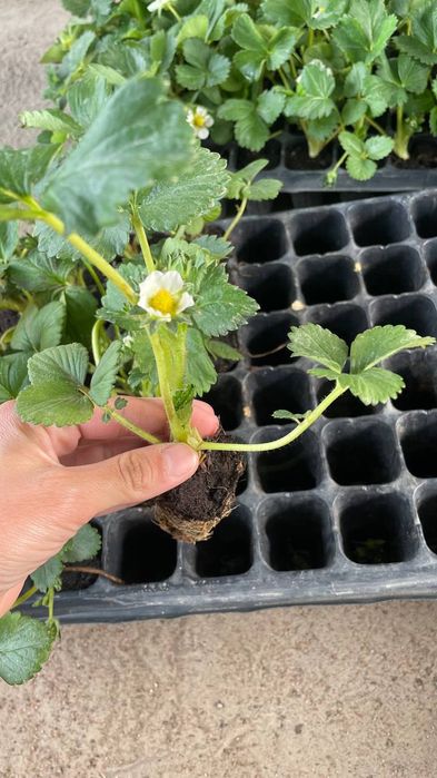 Рассада клубники, рассада хризантемы