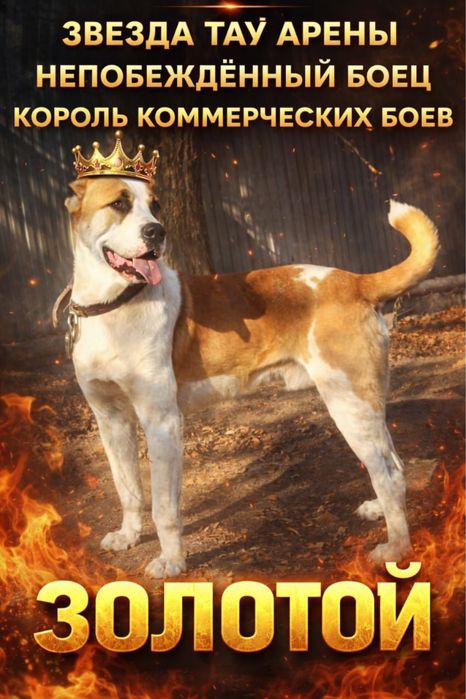 Продам щенков породистых