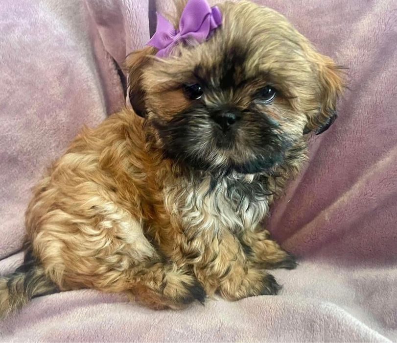 Bichon havanez superb