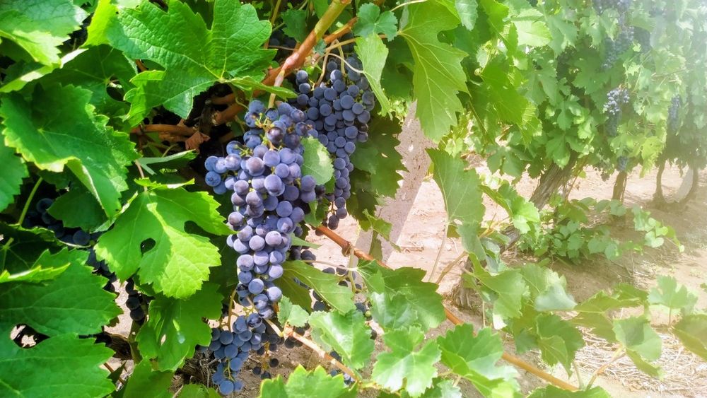 Продавам винено грозде, сорт "Мерло "