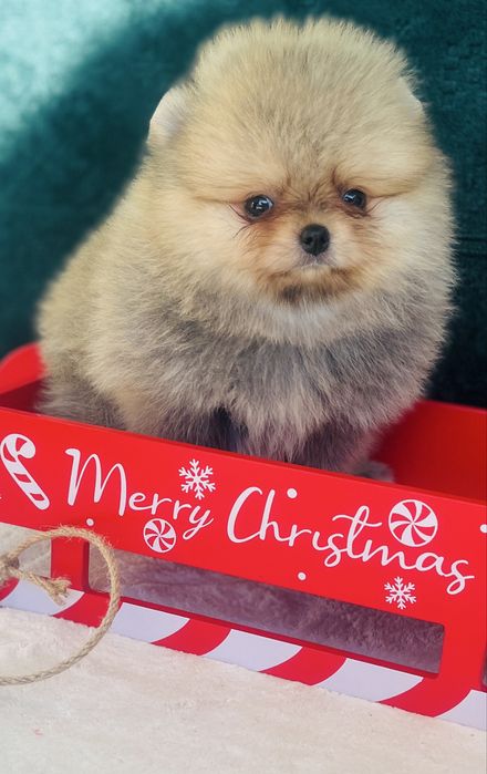 Чистокръвни Померани