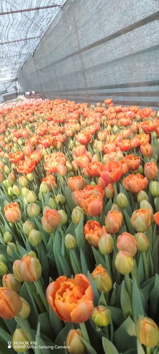 Тюльпаны голландские