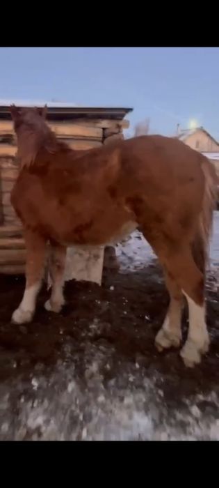 Продам жеребца советский тяж.