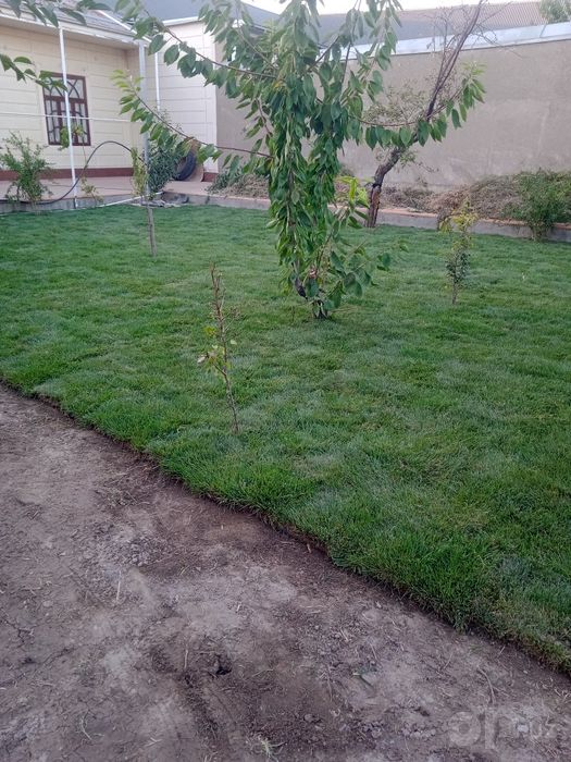 Gazon landshaft palif xizmati samarkand