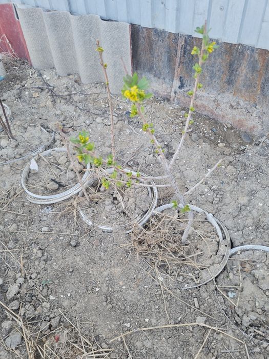 Продам саженцы крыжовников