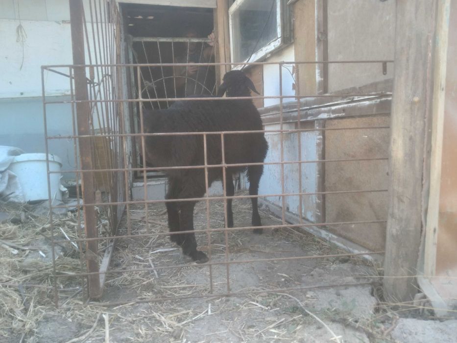 Кучкары ,кучкор.