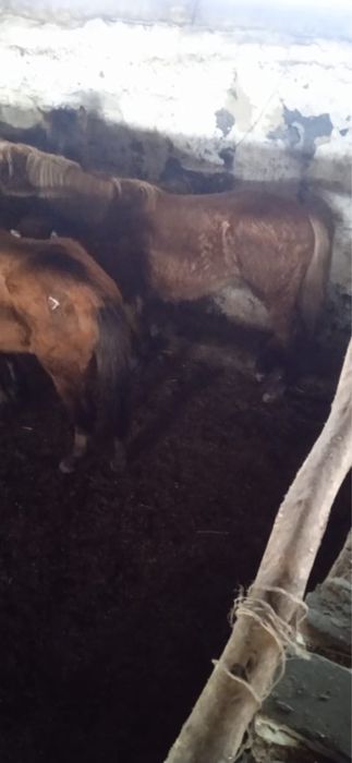 Продам жабагы 3 головы