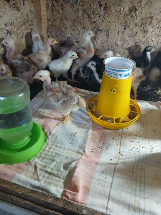 Домашние цыплята