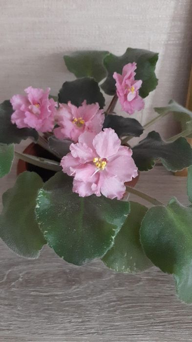 Фиалки сортовые по 2000 тг