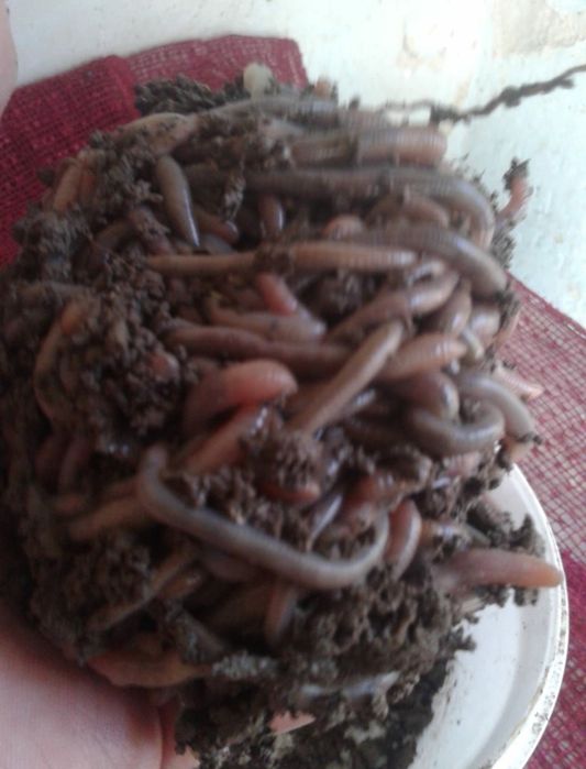 Продаются черви  огородные для рыбалки