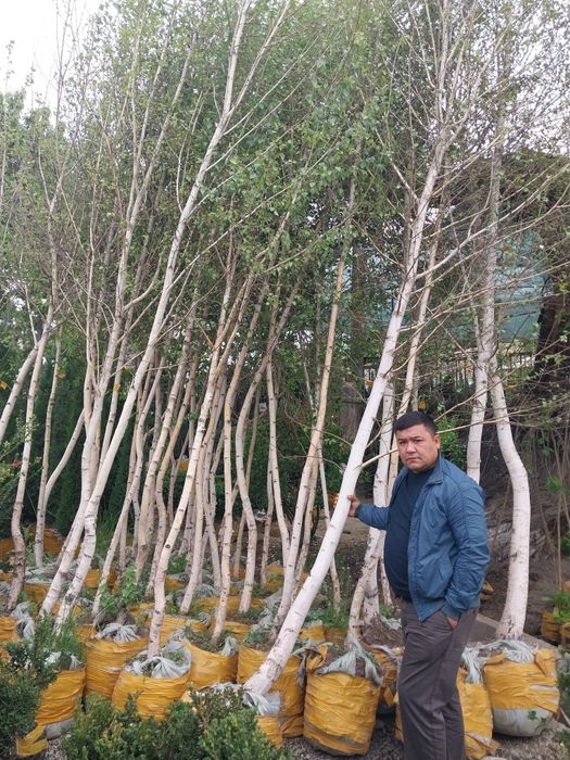 Мевали катта дарат кучатлар ишонарли сортлар сотувда