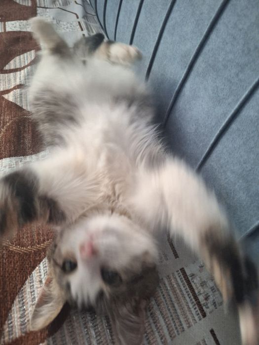 Котёнок мальчик 4-5 месяцев