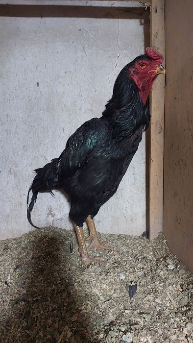 Дакан бойцовский петух