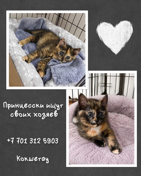 Кошки ищут себе хозяина