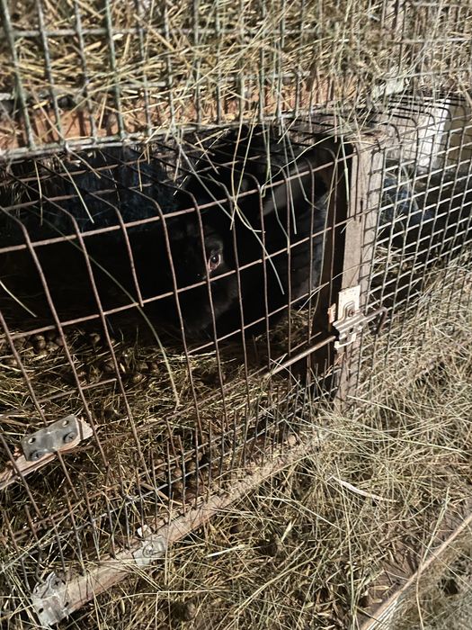 Продам кроликов дешево