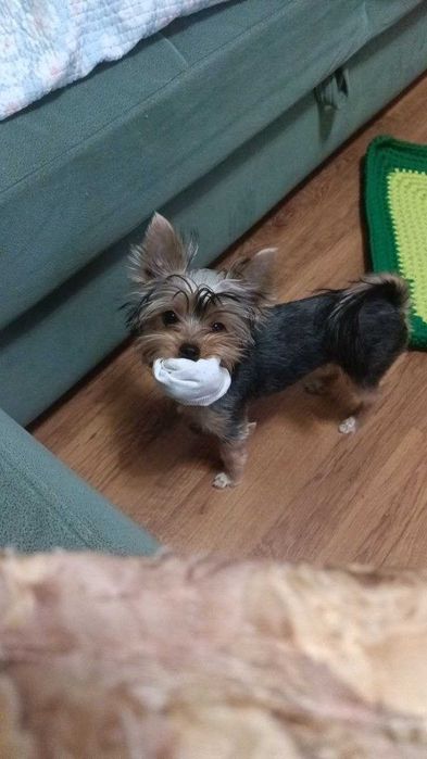 пропала собака Йорк 7 месяцев, девочка