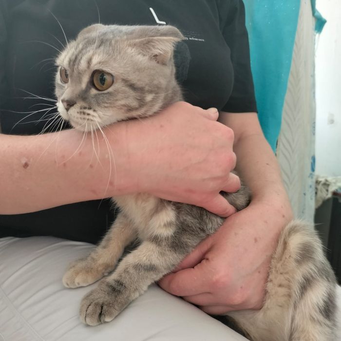 Шотландская вислоухая кошка