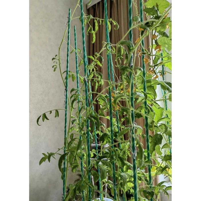 O'simliklar uchun tirgak