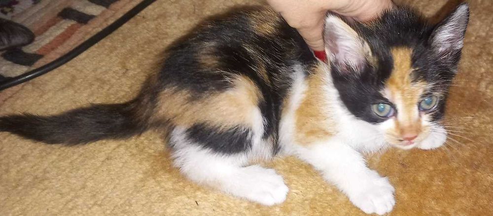 Подарявам Котенца
