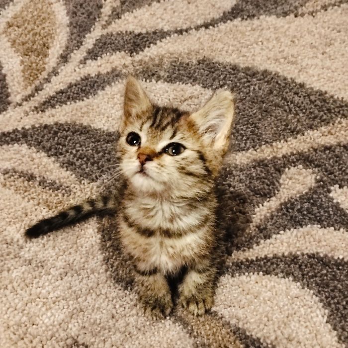 Котята ищу семью