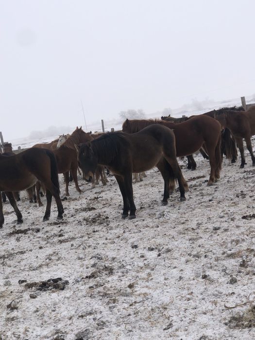 Продам жеребчика 1,5 года