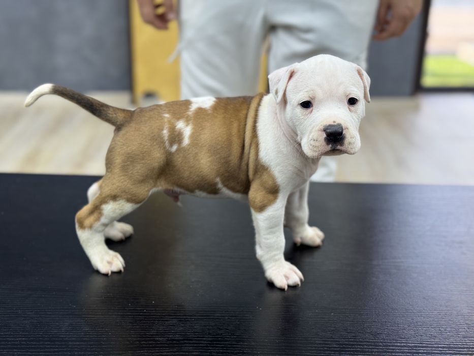 Mascul amstaff rasa pura