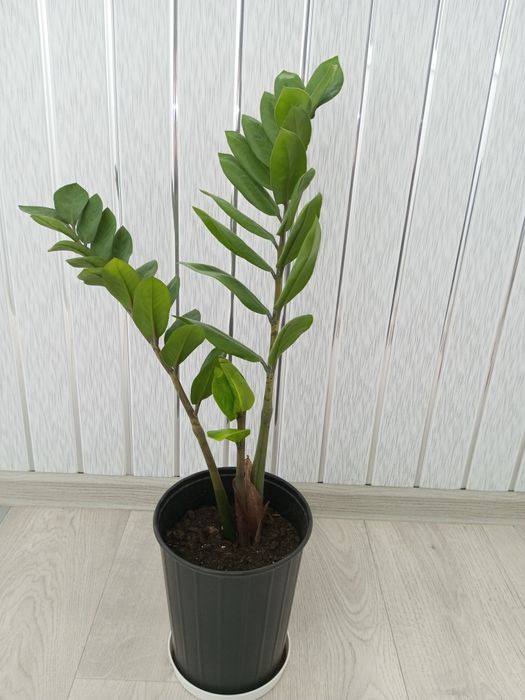 Продам долларовое дерево (замиокулькас)