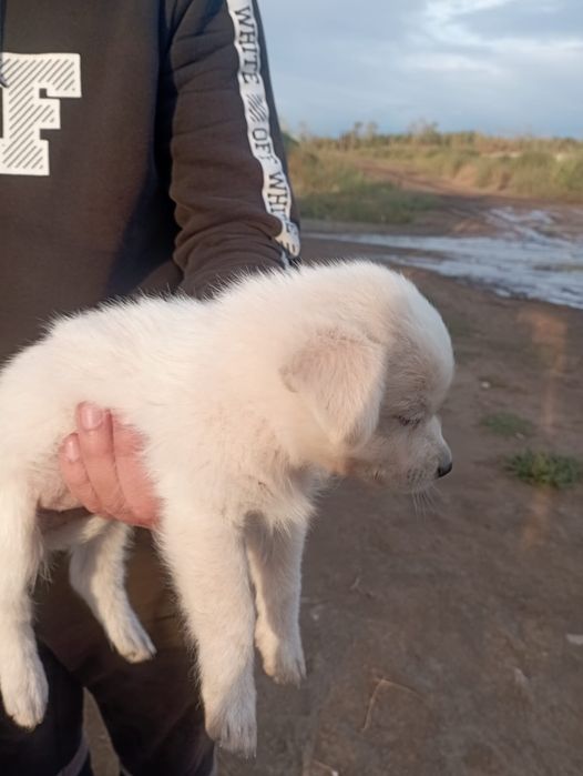 Щенок 2 месяца в добрые руки